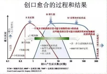 【蔡教授瘢痕治疗科普】皮肤损伤修复的基本知识